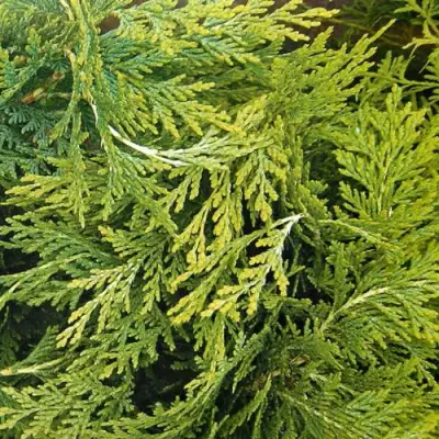 Кипарисовик САНКИСТ лавсона в Молодечно