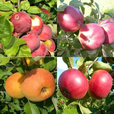 Комплект ЯБЛОНЕВЫЙ КВАРТЕТ в Молодечно