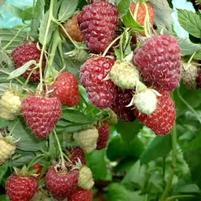 Малина ЖАР-ПТИЦА в Молодечно