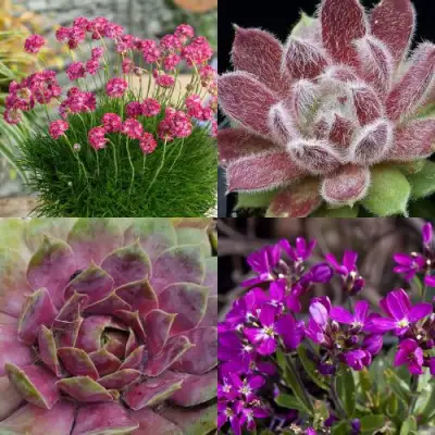 Комплект МИНИ САД в Молодечно