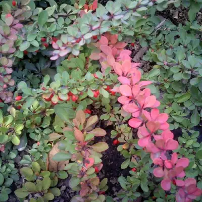 Барбарис ГРИН КАРПЕТ тунберга в Молодечно