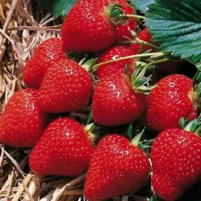 Клубника КИМБЕРЛИ в Молодечно