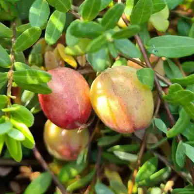 Клюква СТАНКОВИЧ в Молодечно