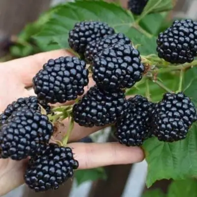 Ежевика ДЖАМБО бесшипная  в Молодечно