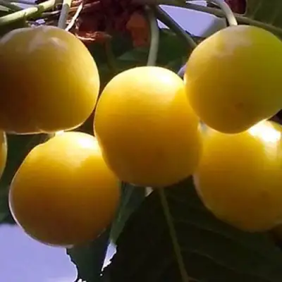 Черешня ЧЕРМАШНАЯ в Молодечно