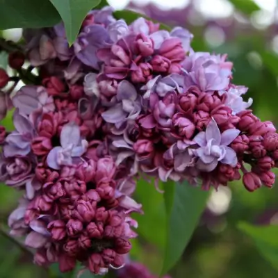 Сирень П.П.КОНЧАЛОВСКИЙ в Молодечно