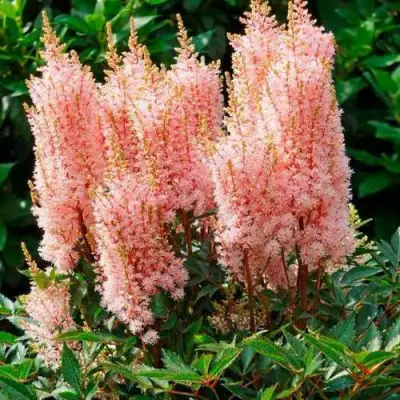 Астильба ЛУК ЭТ МИ японская в Молодечно