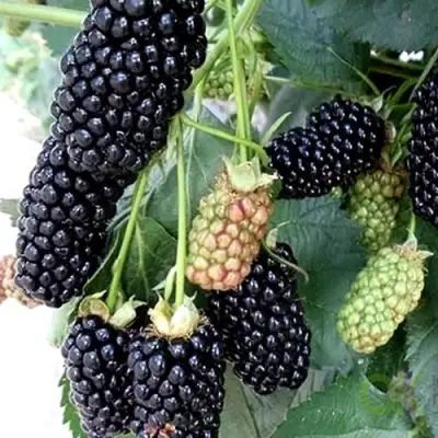 Ежевика ПРАЙМ АРК 45 ремонтантная   в Молодечно