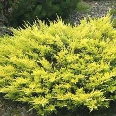 Можжевельник ЛАЙМ ГЛОУ горизонтальный  в Молодечно