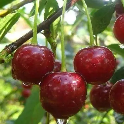 Вишня ВОЛОЧАЕВКА в Молодечно