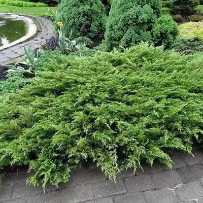 Можжевельник РОКЕРИ ДЖЕМ казацкий  в Молодечно