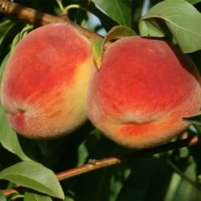 Персик МАРИЯ в Молодечно