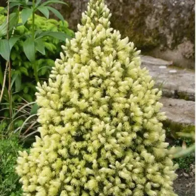 Ель МАЙГОЛД колючая в Молодечно