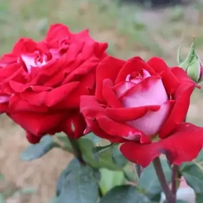 Роза АЛЬЯНС чайно-гибридная в Молодечно