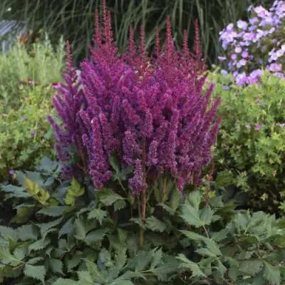 Астильба ВИЖНС китайская в Молодечно