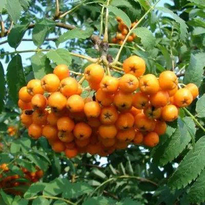 Рябина НЕВЕЖИНСКАЯ ЖЕЛТАЯ сладкоплодная в Молодечно