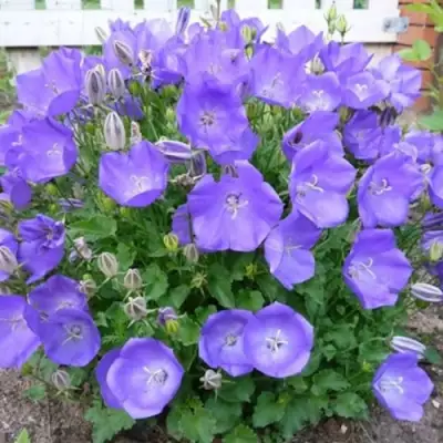 Колокольчик САНТА карпатский в Молодечно