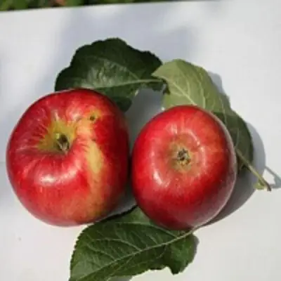 Яблоня РЕДФРИ в Молодечно