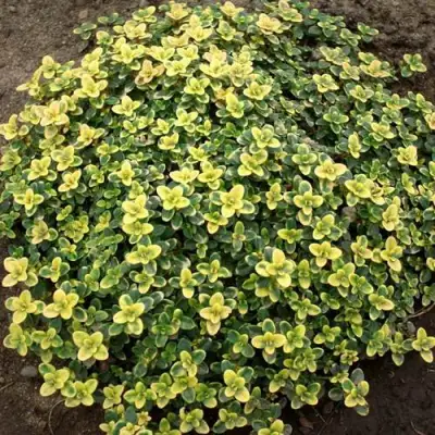 Тимьян ДОННА ВАЛЕЙ лимоннопахнущий в Молодечно