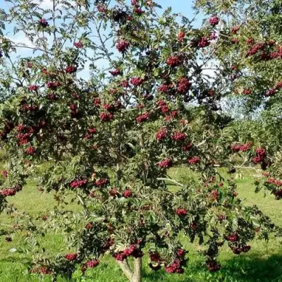 Рябина БУРКА сладкоплодная в Молодечно