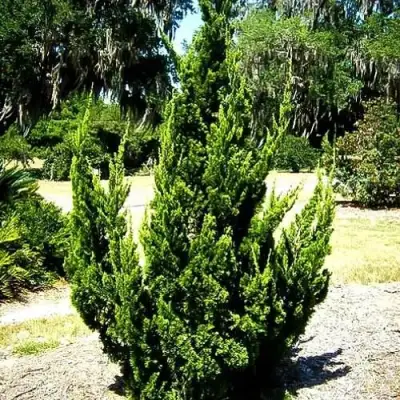 Можжевельник КАЙЗУКА китайский в Молодечно