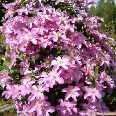Клематис КОМТЕСС ДЕ БУШО в Молодечно