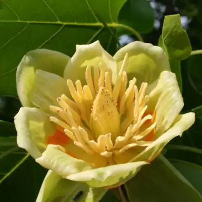 ЛИРИОДЕНДРОН тюльпанный в Молодечно