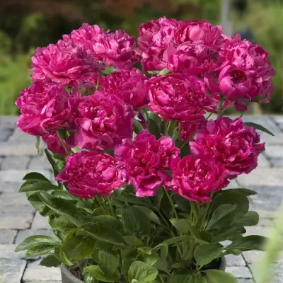 Пион ЛОНДОН травянистый в Молодечно