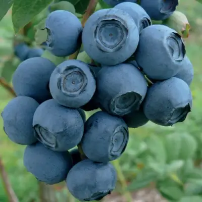 Голубика РУБЕЛ в Молодечно