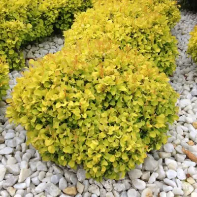 Барбарис БОНАНЗА ГОЛД тунберга в Молодечно