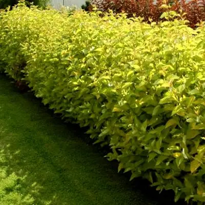 Комплект ДАРТС ГОЛД в Молодечно