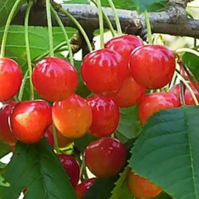 Черешня ДОНЧАНКА в Молодечно