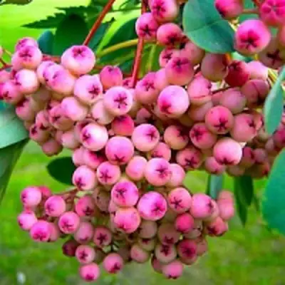 Рябина ПИНК сладкоплодная в Молодечно