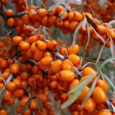 Облепиха ВОРОБЬЕВСКАЯ в Молодечно