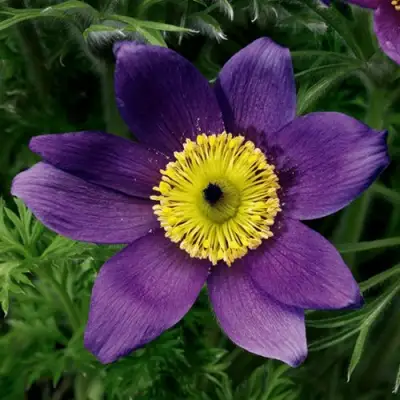 Прострел ПИНВИЛ БЛЮ ШЕЙДЕС в Молодечно