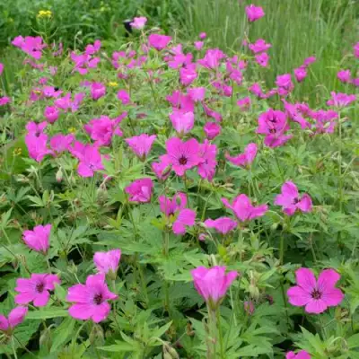 Герань РЕД АДМИРАЛ гибридная в Молодечно