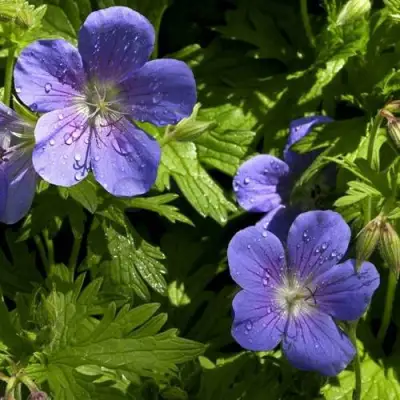 Герань БРУКСАЙД гибридная в Молодечно