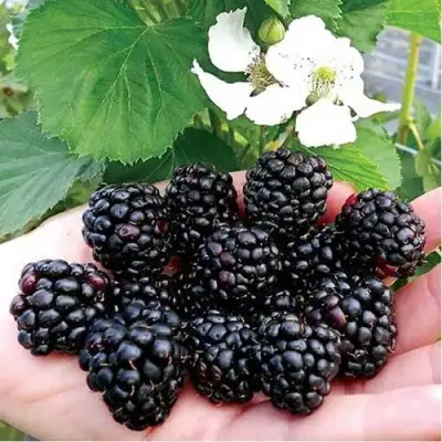 Ежевика РУБЕН ремонтантная  в Молодечно