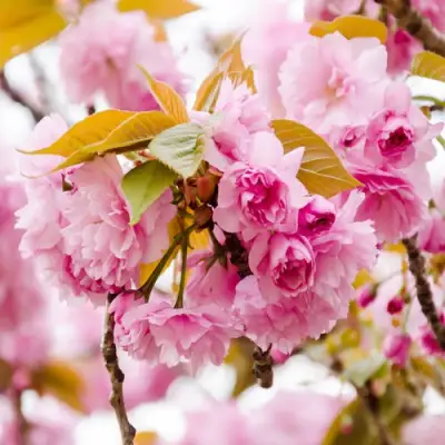 Сакура КАНЗАН в Молодечно