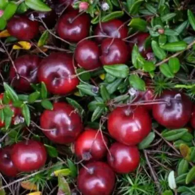 Клюква БЕН ЛИР в Молодечно