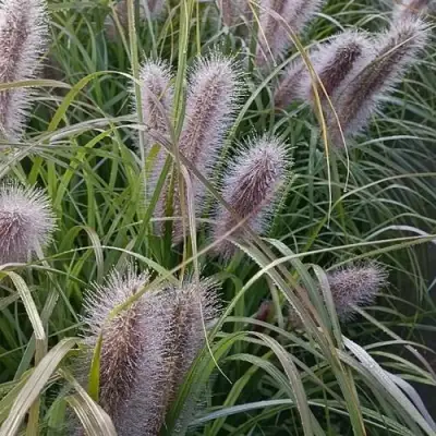 Пеннисетум БЛЭК БЬЮТИ в Молодечно