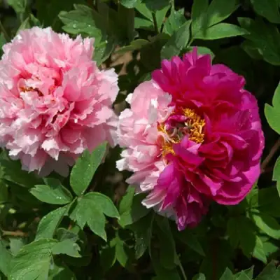 Пион ДВЕ СЕСТРЫ древовидный в Молодечно