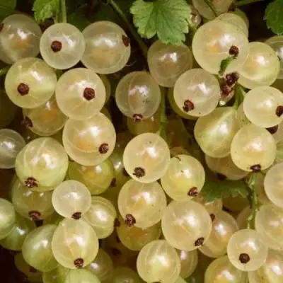 Смородина белая СМОЛЬЯНИНОВСКАЯ в Молодечно