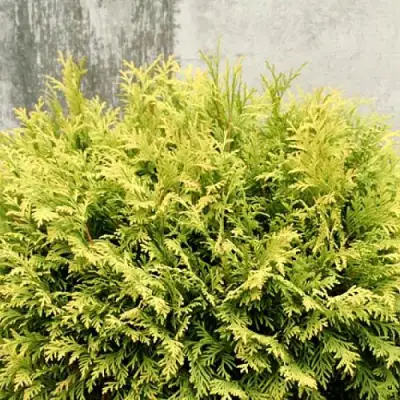 Туя ГОЛДЕН ГЛОБ западная в Молодечно