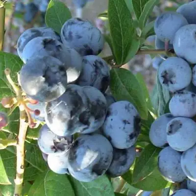 Голубика НОРТЛАНД в Молодечно