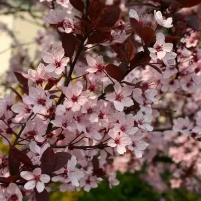 Слива НИГРА растопыреная в Молодечно