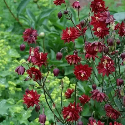 Аквилегия РУБИ ПОРТ обыкновенная в Молодечно