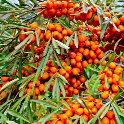 Облепиха ДЖЕМОВАЯ в Молодечно