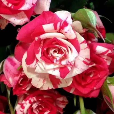 Роза ФАЙЕР ВОРКС миниатюрная в Молодечно