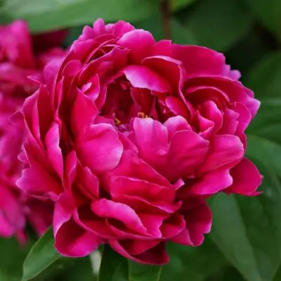 Пион ЛУИ ВАН-ГУТТ травянистый в Молодечно